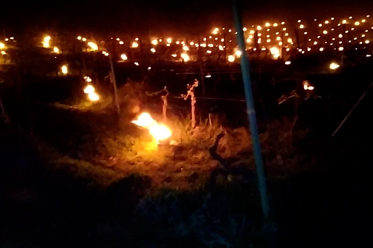 Stovky hořících svící pomohly vinařům zachránit úrodu hroznů