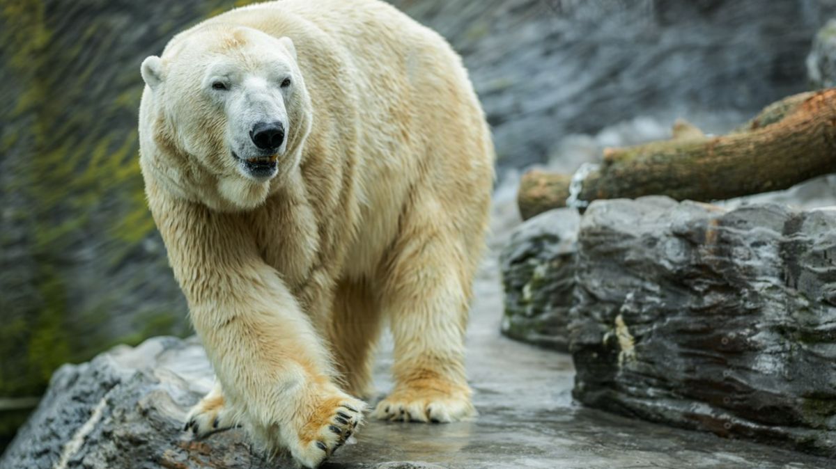 Lední medvěd Tom ze Zoo Praha nečekaně uhynul v Kazachstánu. Češi to chtějí vyšetřit