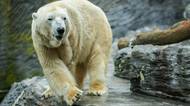 Úmrtí medvěda z pražské zoo v Kazachstánu: Ochránci zvířat se obávali už o Tomovu „nevěstu“