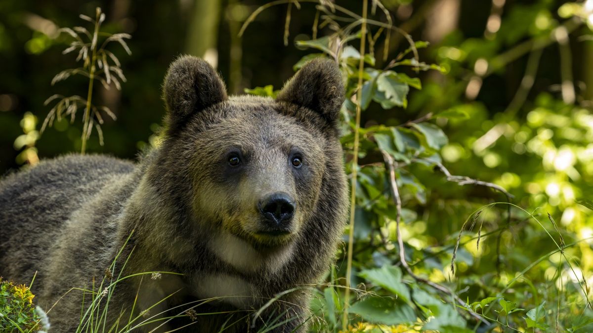 Medvěd vystrašil běžce na turistické stezce, byl už blízko města Zlína