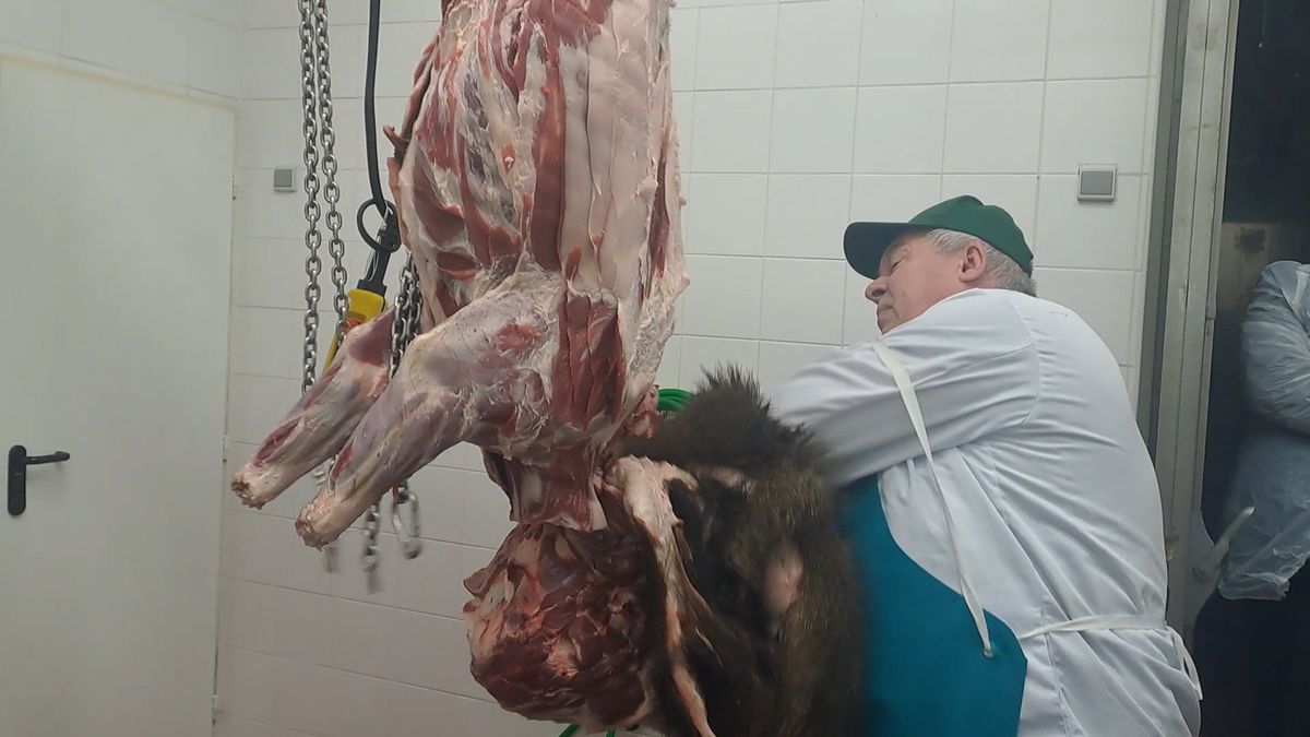 Lesy ČR připravují v Krušných horách zvěřinové výrobky. Ročně plánují zpracovat 100 tun masa
