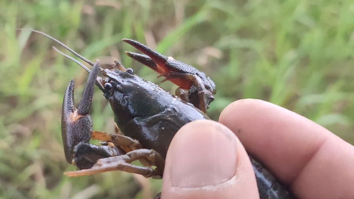 Raky ohrožuje mor. Nezachraňujte je z potoků, varují ochranáři