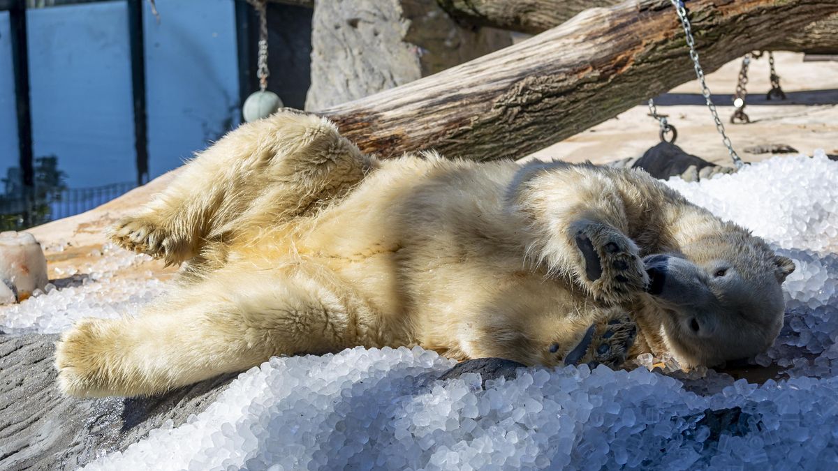 Ochlazování v pražské zoo: Led pro medvěda i do výstřihu