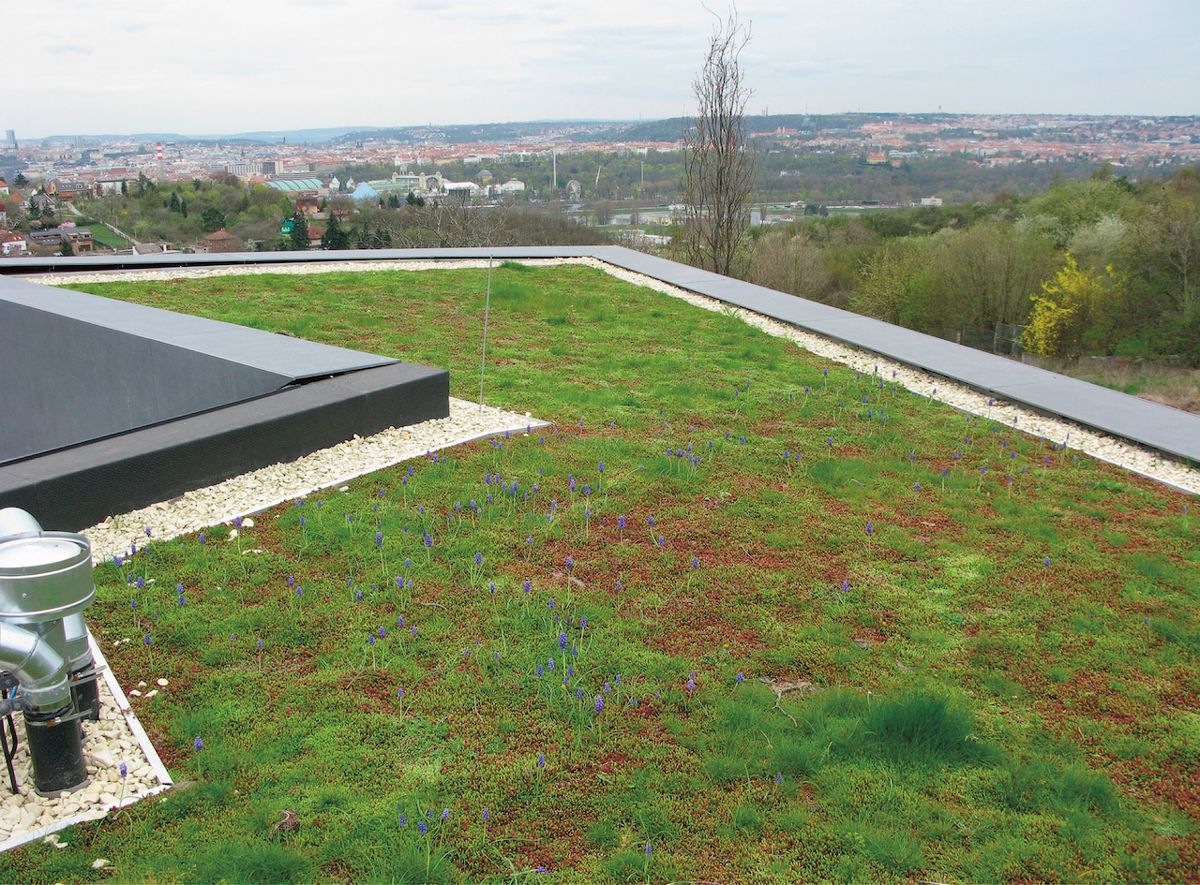 Extenzivní, částečně plocha a částečně šikmá zelená střecha domu Vila Sophia získala 1. místo v kategorii rodinný dům v soutěži Zelená střecha roku 2018.