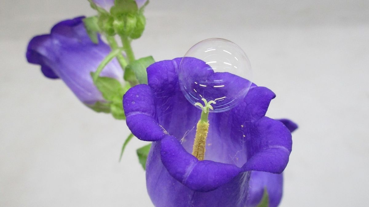 Japonci chtějí včely nahradit mýdlovými bublinami