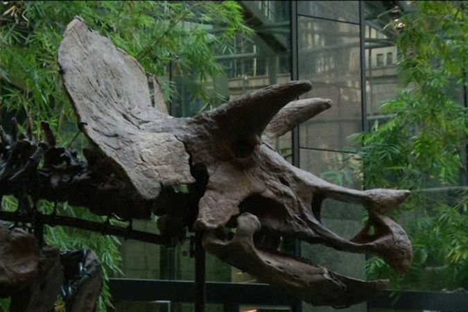 BEZ KOMENTÁŘE: Dinosaurus s nádorem kosti