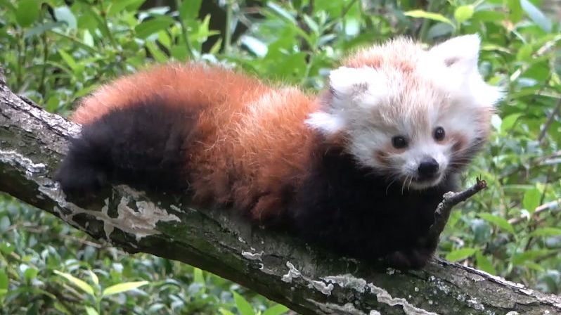 Vzácné mládě pandy červené se má v brněnské zoo čile k světu