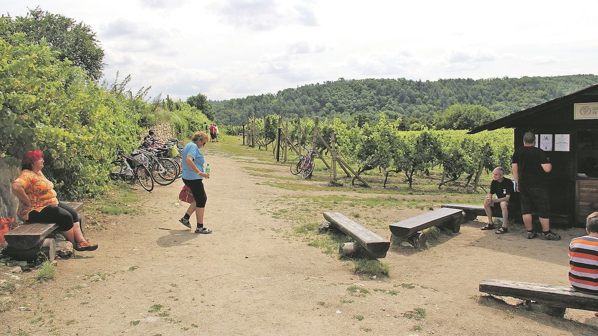 Jedním z míst, kam Vinařské t(r)ipy povedou milovníky vína a burčáku, je i vyhlášená vinice Šobes poblíž Hnanic na Znojemsku.