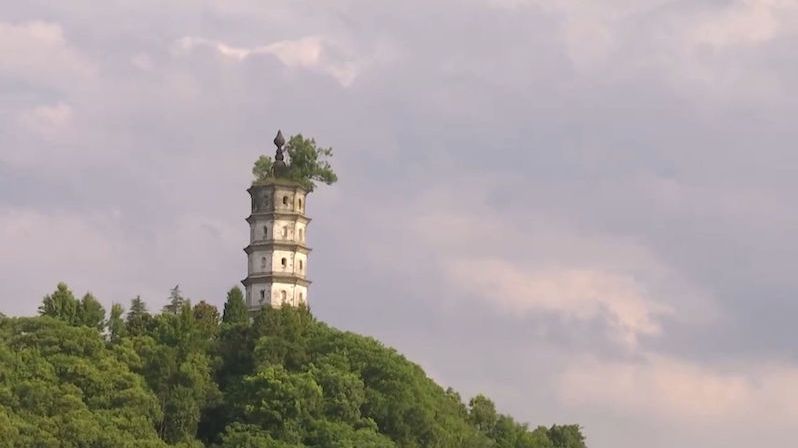 Symbióza pagody a pistácie je v ohrožení
