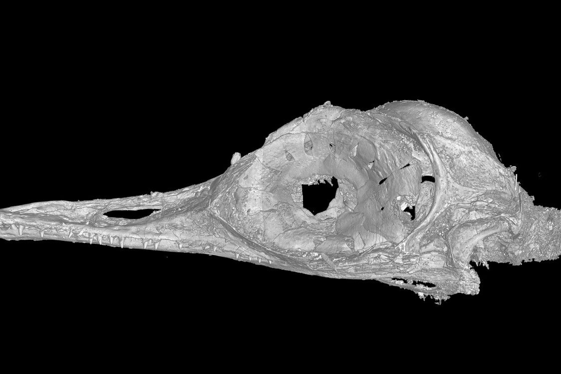 Sken lebky druhu Oculudentavis, ze kterého se nakonec s největší pravděpodobností vyklubala starobylá ještěrka.