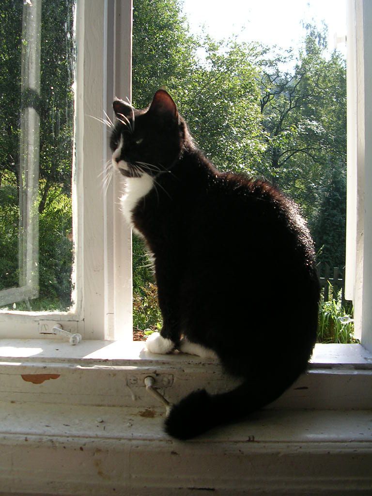 Literární kočka Barča, která při výpravách do minulosti doprovází Báru v podobě zelenooké krasavice, má fyzickou podobu.