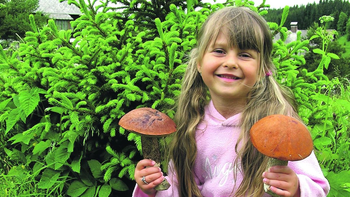 Lucie Šámalová sbírá houby se svou rodinou v okolí šumavské Kvildy už řadu let. Na snímku je při jedné z opravdu vydařených vycházek.