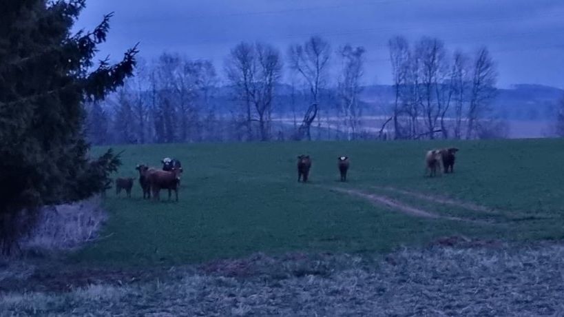 Kovbojové z Trutnovska byli na zdivočelé krávy krátcí