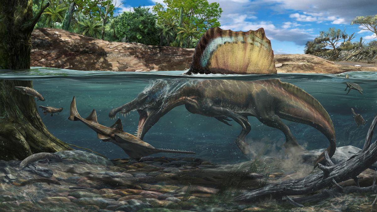 Záhada obávaného spinosaura rozluštěna: tvor větší než T. rex lovil kořist pod vodou