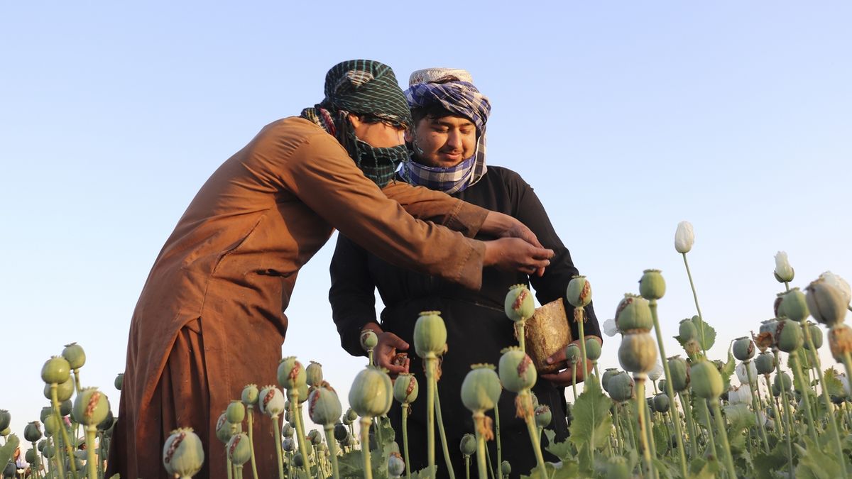 Tálibán zakázal pěstovat opium