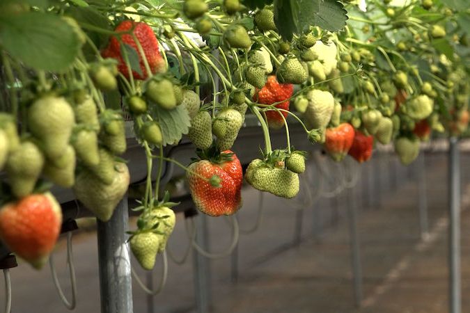 Čerstvé jahody téměř celoročně? Vyzkoušejte si i doma hydroponické pěstování
