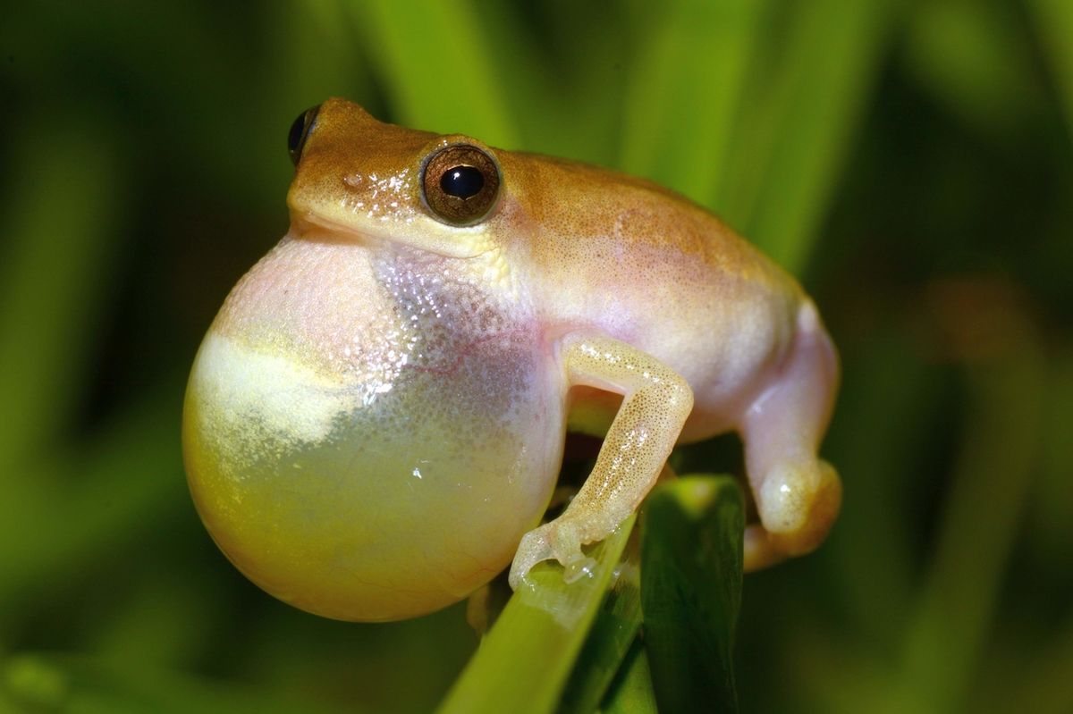 Congolius je nový druh žáby, objevený byl v Kongu.