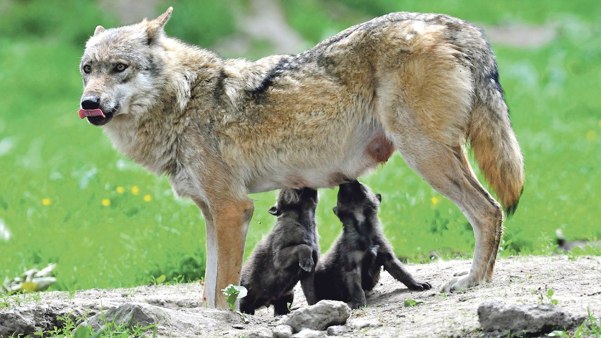 Vlci útočí častěji, aby uživili mláďata