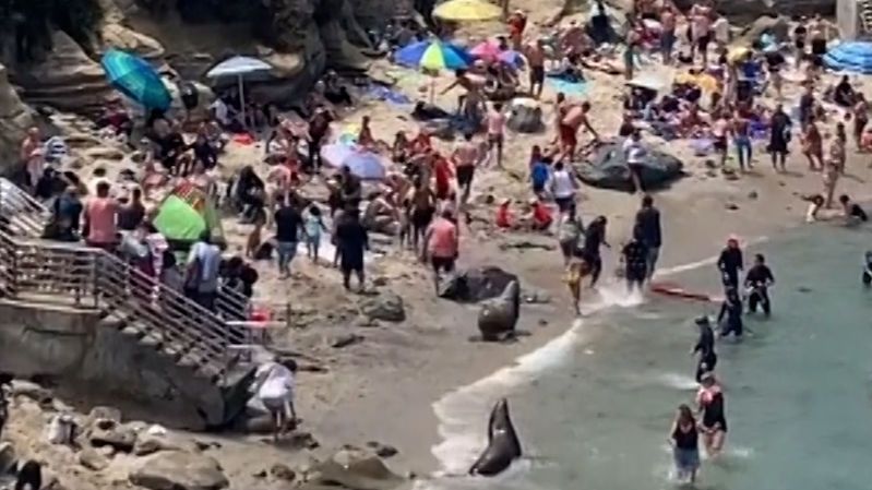 Rozdivočelí lachtani v Kalifornii vyhnali lidi z pláže. Zachytila to kamera