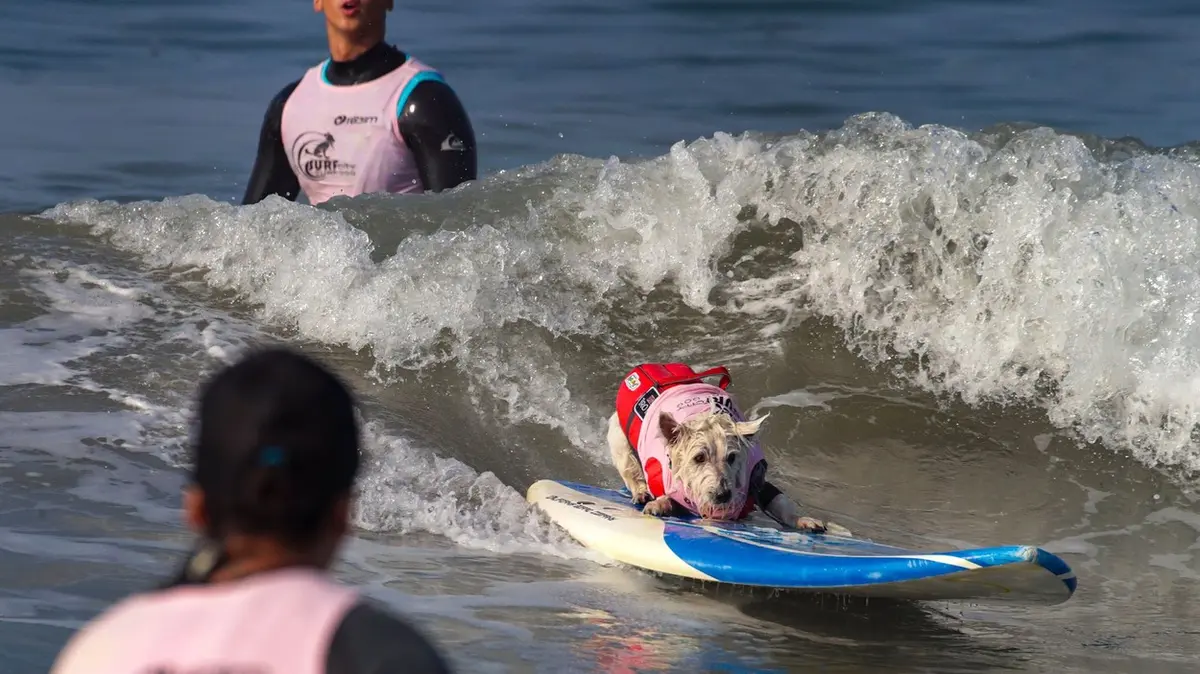 Dog surfing competition won by western dog