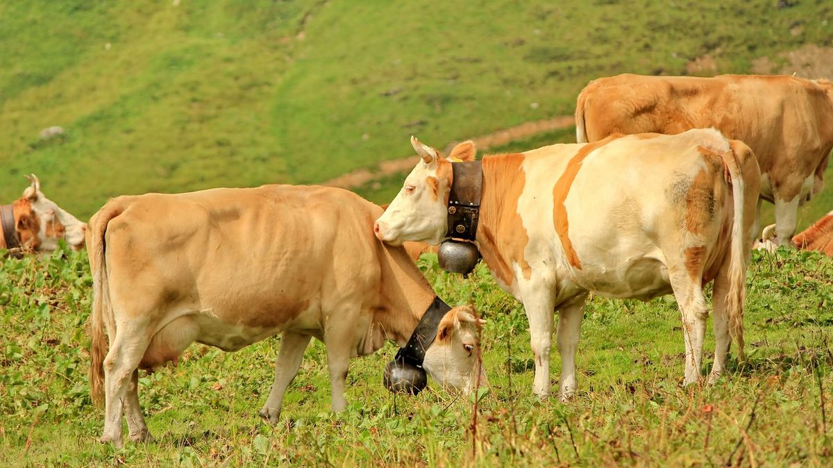 Krávy v bavorské vsi smějí dále mít zvonce. Soud zamítl žalobu kvůli hluku