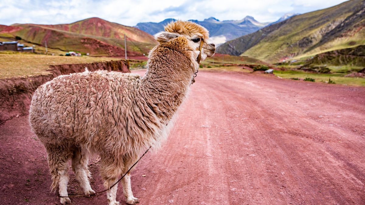 Bez očkování i testu. Peru po dvou a půl letech zrušilo vstupní podmínky pro turisty
