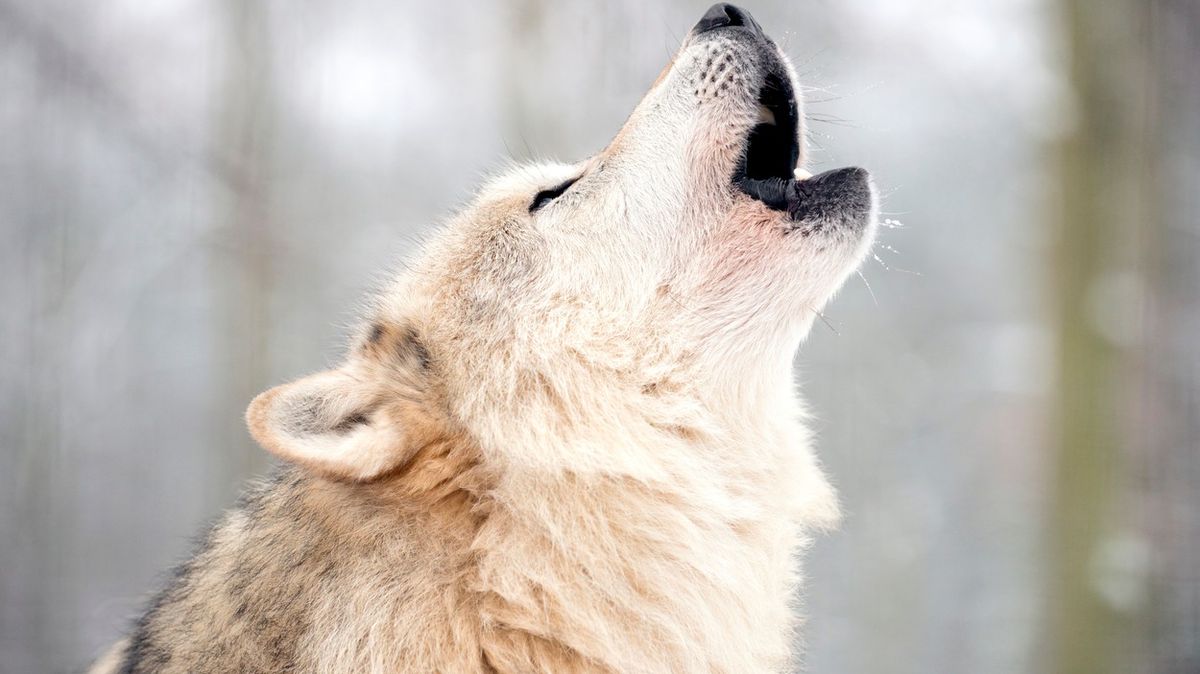 Číňan se stará o smečku 320 vlků, berou ho jako jednoho z nich