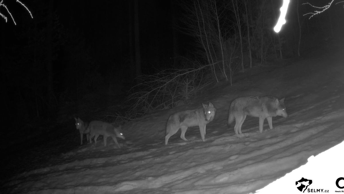 Na Broumovsku žije nejméně 18 vlků, z toho jeden třínohý