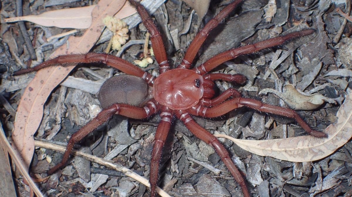 A new species of spider has been discovered in Australia.  It is huge and builds burrows underground
