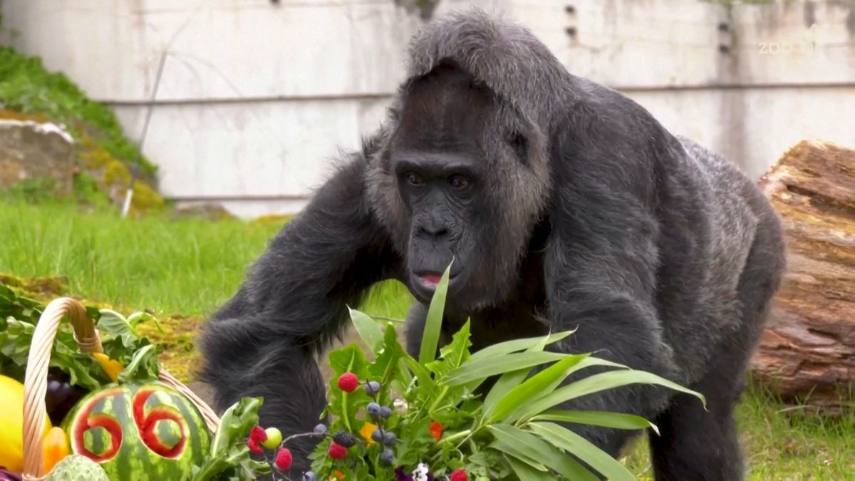 Nejstarší gorila na světě oslavila 66. narozeniny, průměrný věk překonala o více než 20 let