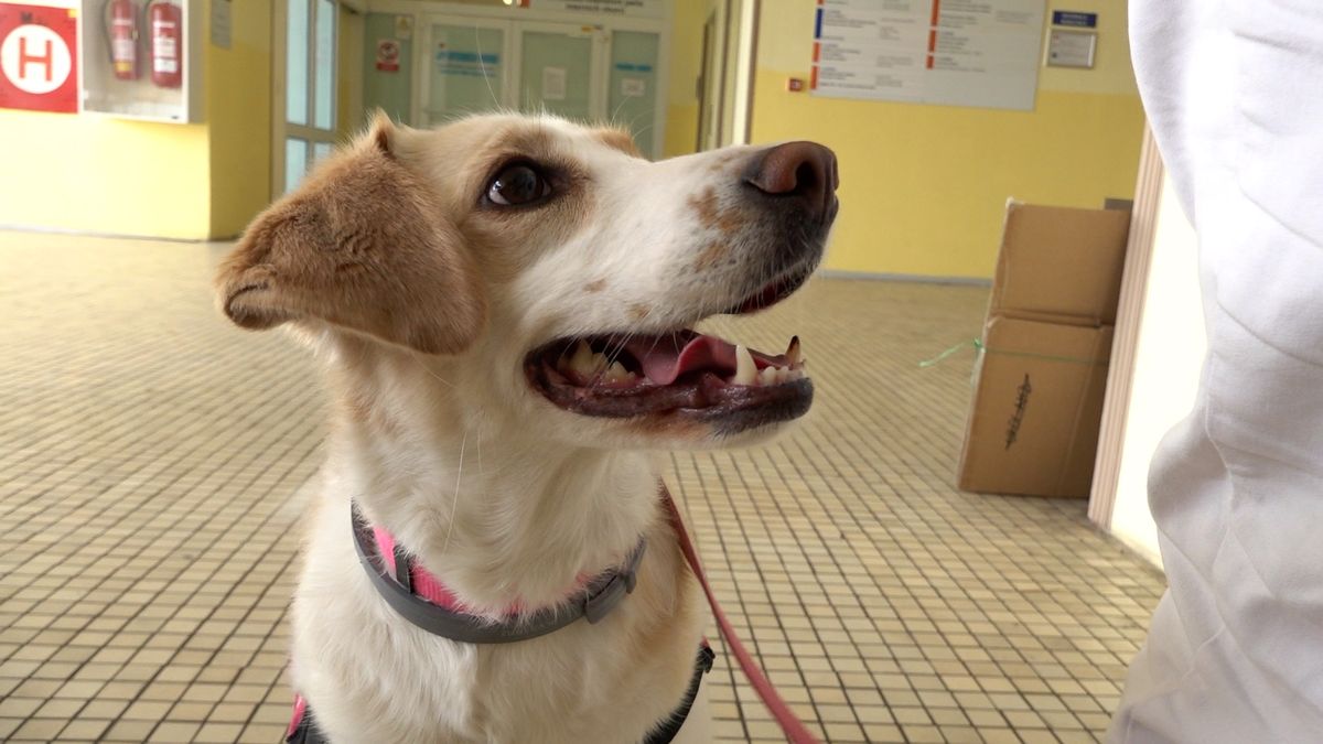 V mostecké nemocnici „léčí“ psí terapeutka Sany. Oblíbili si ji pacienti i personál