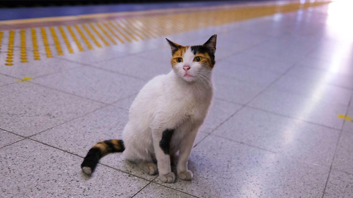 Un chat passe sous un train en France.  Le chemin de fer a dû payer pour avoir ignoré l’appel et le train express a heurté l’animal.