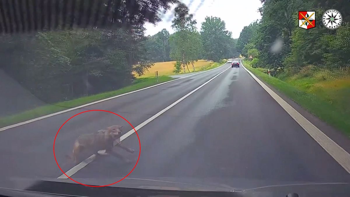 Řidička na Českolipsku narazila do vlka. Střet natočila