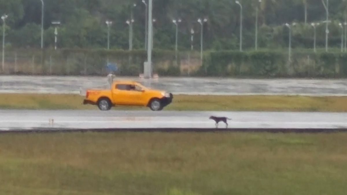 Po letištní ploše pobíhal toulavý pes a komplikoval provoz