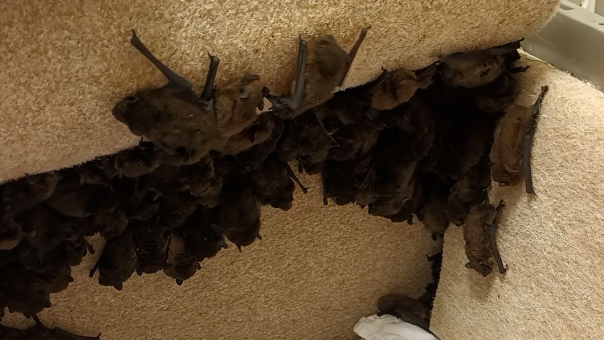 Invaze netopýrů. V liberecké nemocnici jich našli přes 400