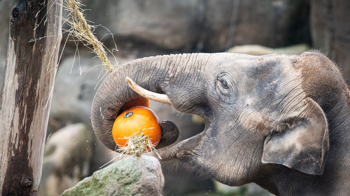 FOTO: Zvířata si v pražské zoo pochutnala na dýňových hodech