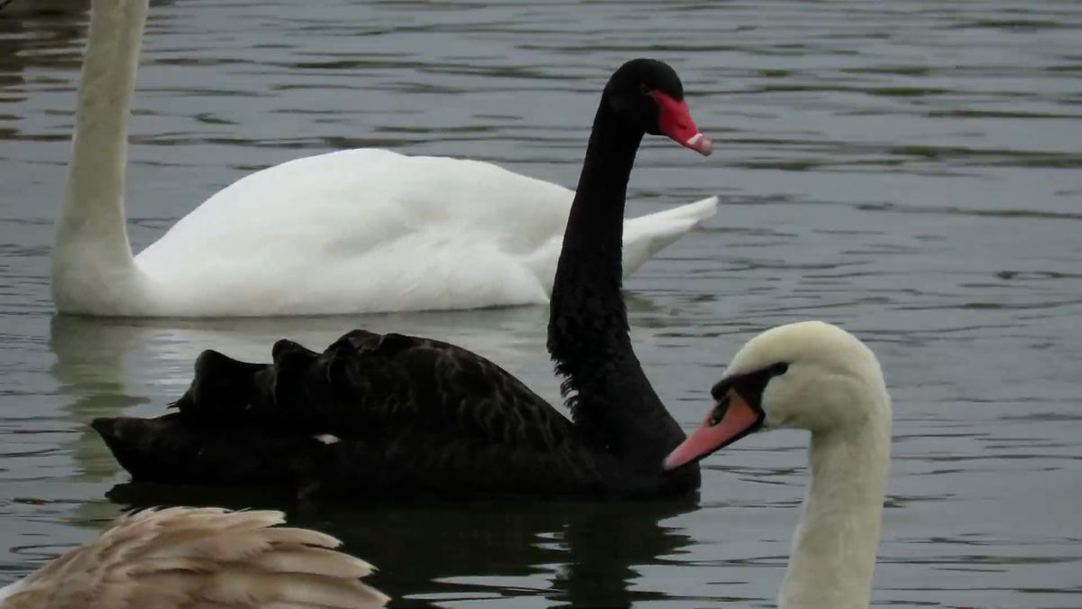 Na rybníku na Přerovsku se objevila černá labuť