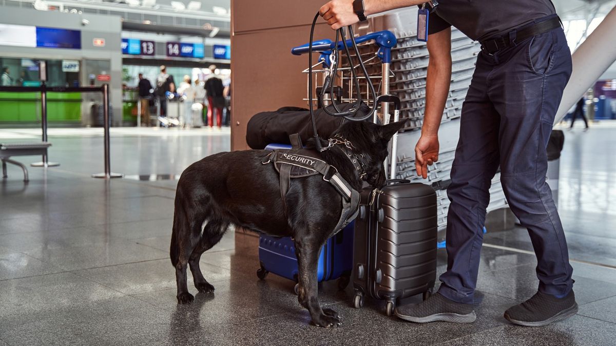 Policejní pes vyčmuchal v pasažérově zavazadle mumifikované opice