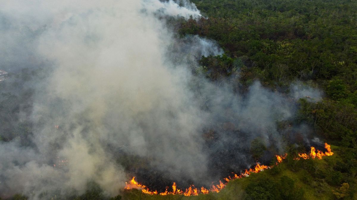 Odlesňování amazonského pralesa v Brazílii se loni snížilo o polovinu