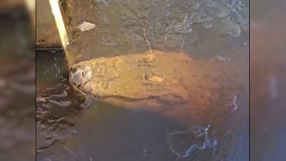 Aligátoři zamrzli v rybníku, z ledu jim vykukovaly jen nozdry