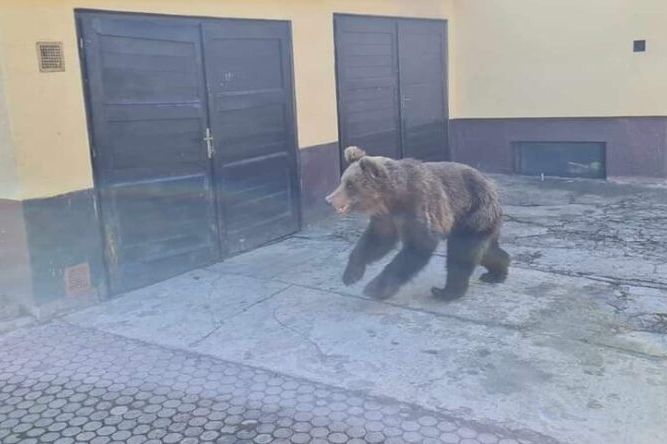 Další střet s medvědem na Slovensku. Muž se zachránil skokem na hřbitov