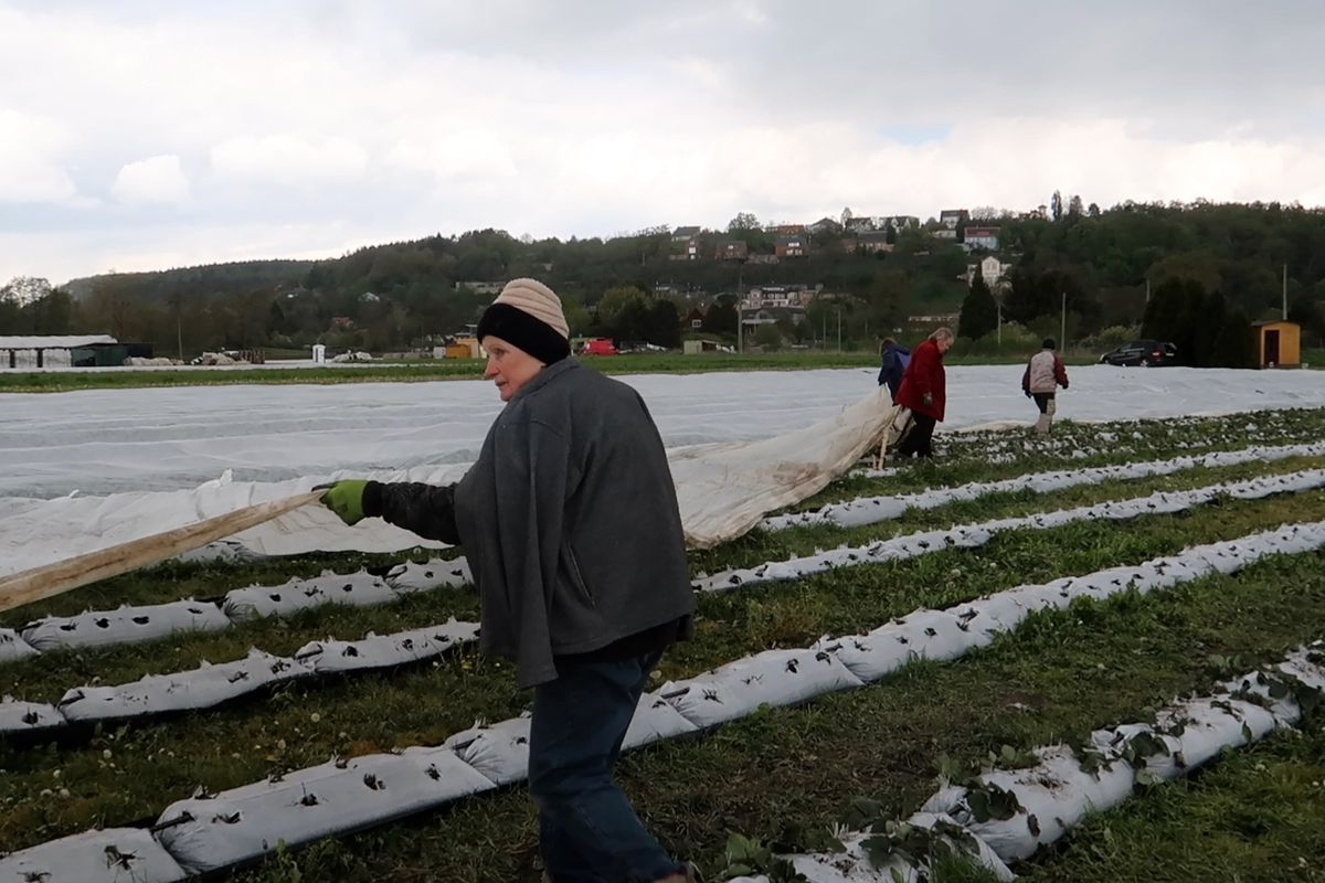 Plzeňské plantáže jahod spasily před mrazem ochranné plachty