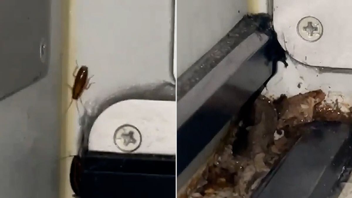 Novinář natočil šváby hemžící se v palubní kuchyni