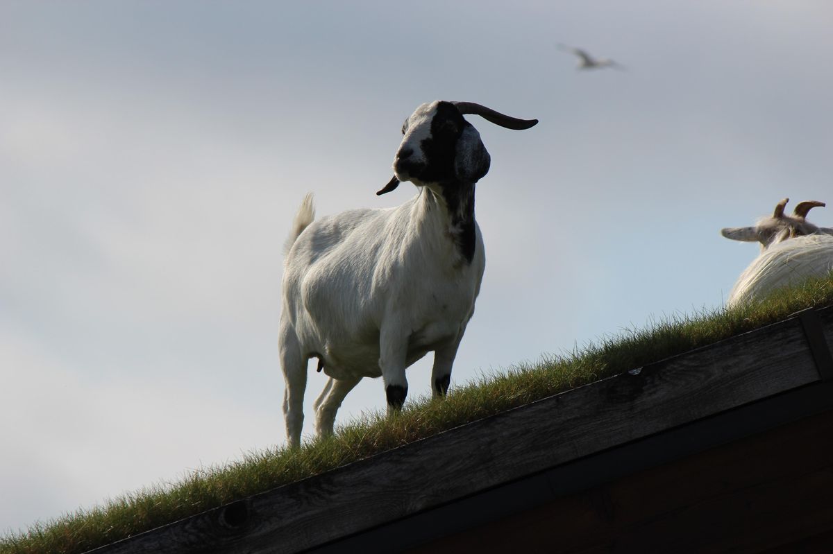 Spor na Českokrumlovsku: Kozy si oblíbily střechu sousedů