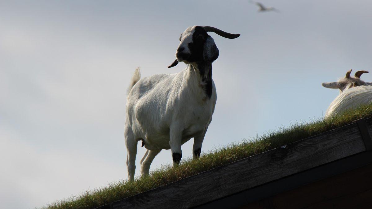 Spor na Českokrumlovsku: Kozy si oblíbily střechu sousedů