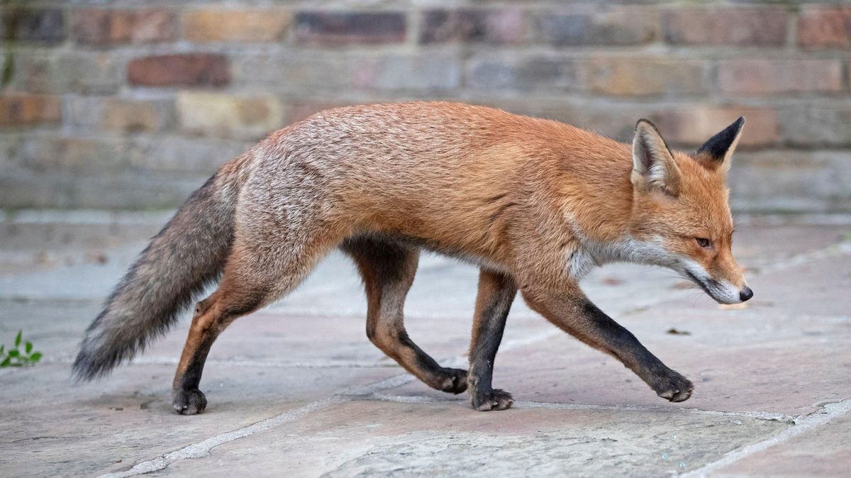 V ulicích Londýna se strhl lítý souboj mezi liškou a krysou. Lidé prchali