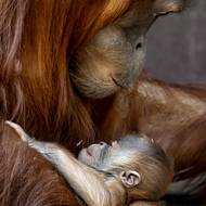 Mládě se má čile k světu