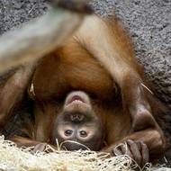 Doposud posledním zde narozeným mládětem byl sameček Pustakawan, zvaný Kawi, kterému budou letos v listopadu čtyři roky…