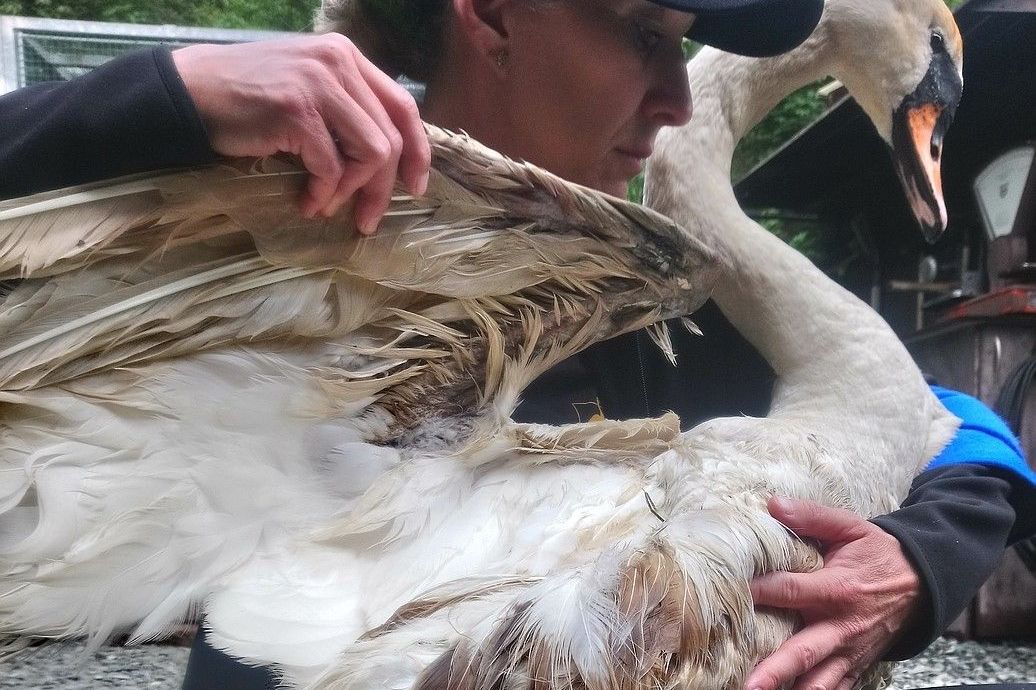 Pes zmrzačil u Plzně labuť, ornitologové hledají svědky