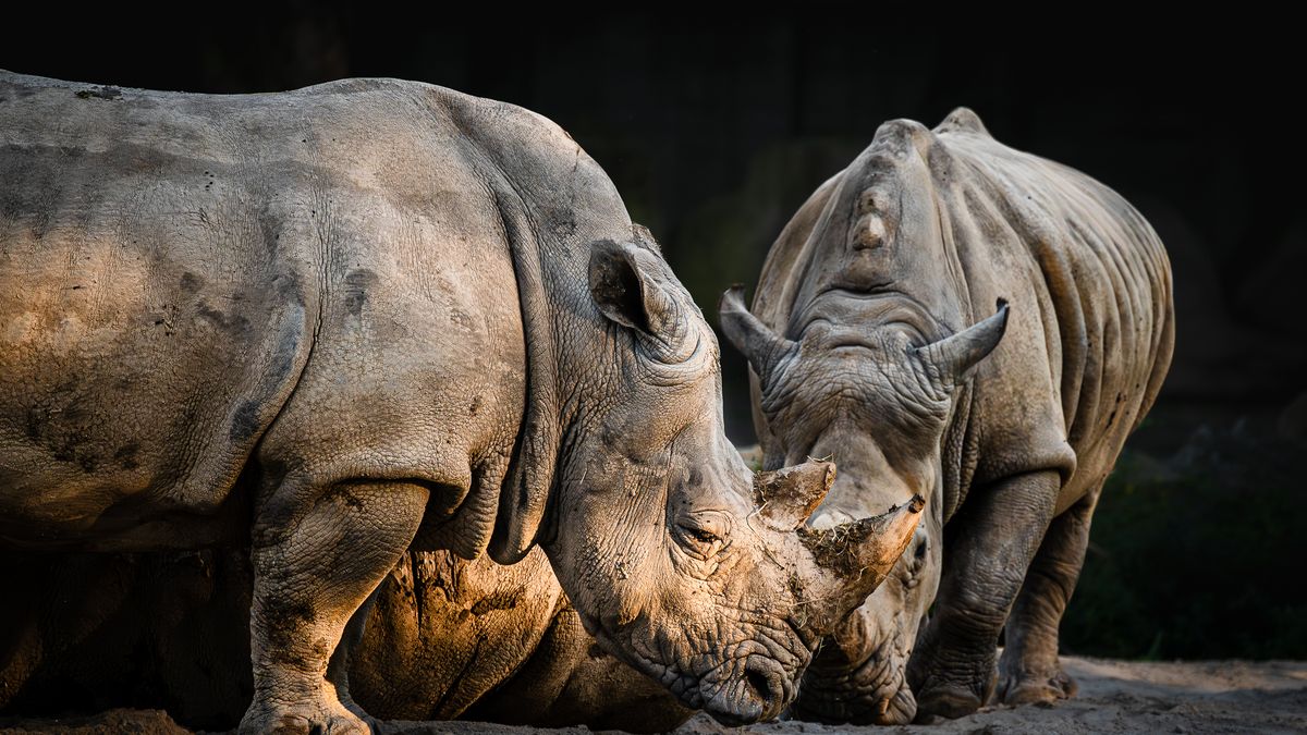 Náhradní samice bílých nosorožců projdou přípravkou ve Dvoře Králové a Berlíně